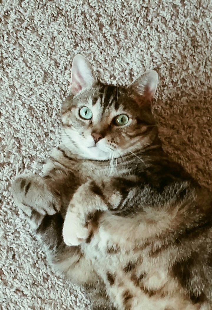 My cat is so silly.