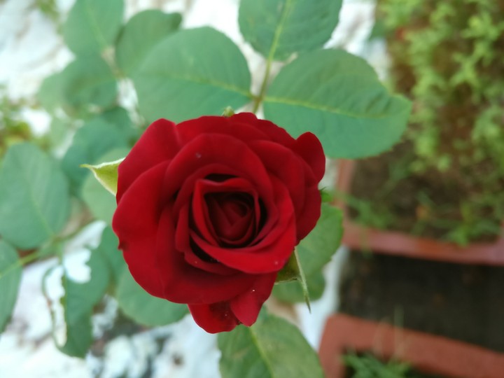 love