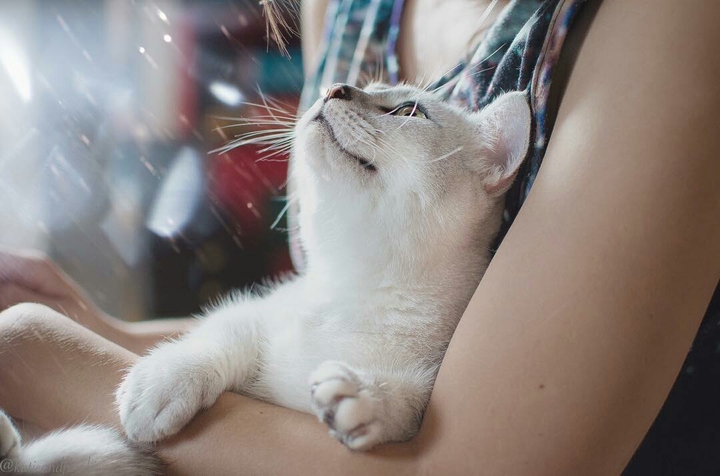 kitten