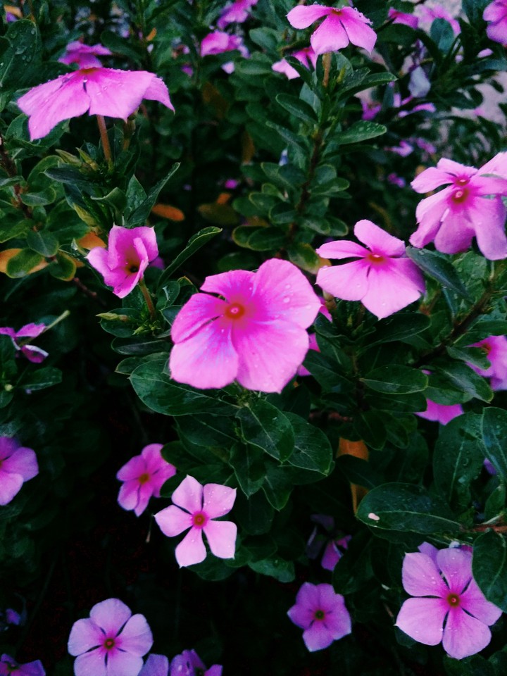 flowers