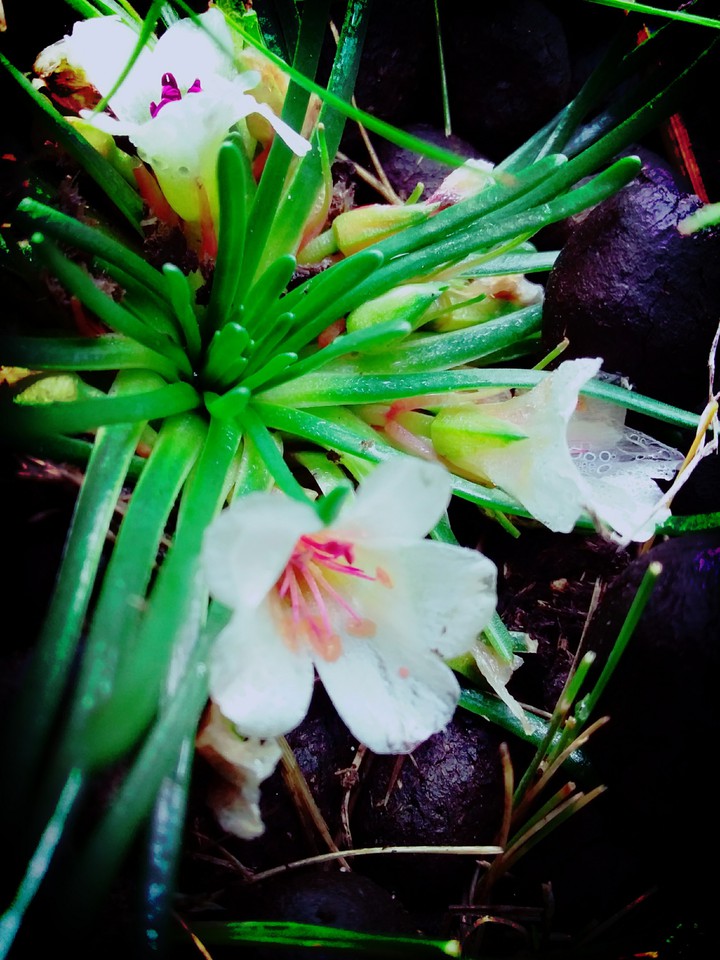 flores mas lindas de mi tierra