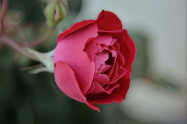 A single rose can be my garden