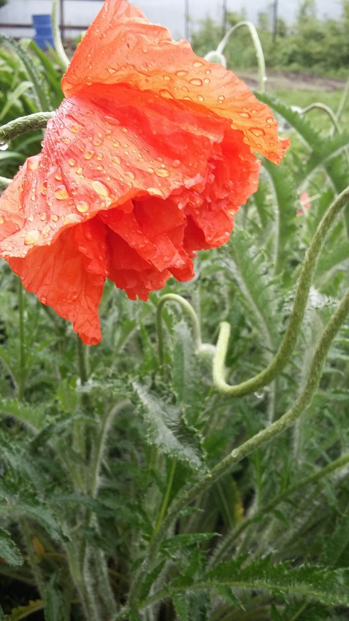 Flower after rain