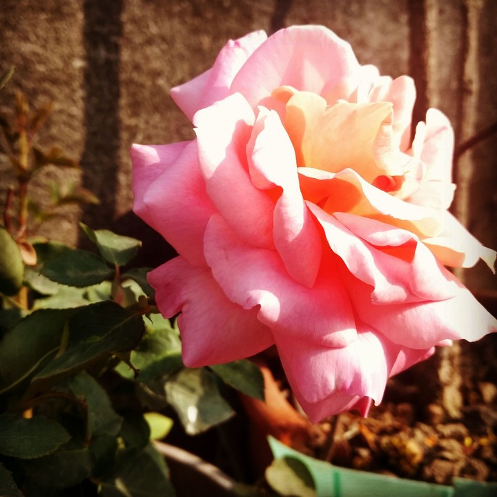 #rose #beauty