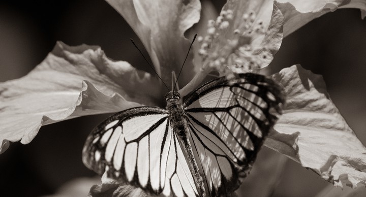 Sepia Tone Butterfly