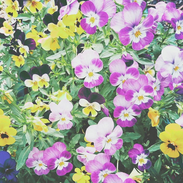 flower