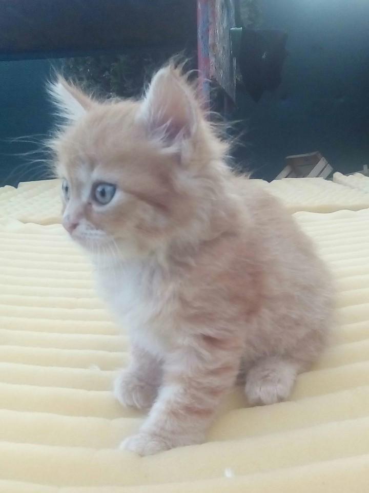 Cat is cute 