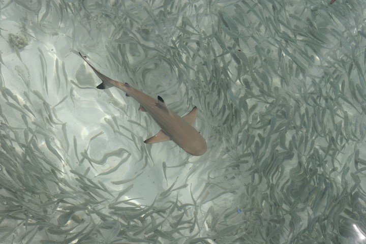 Sea