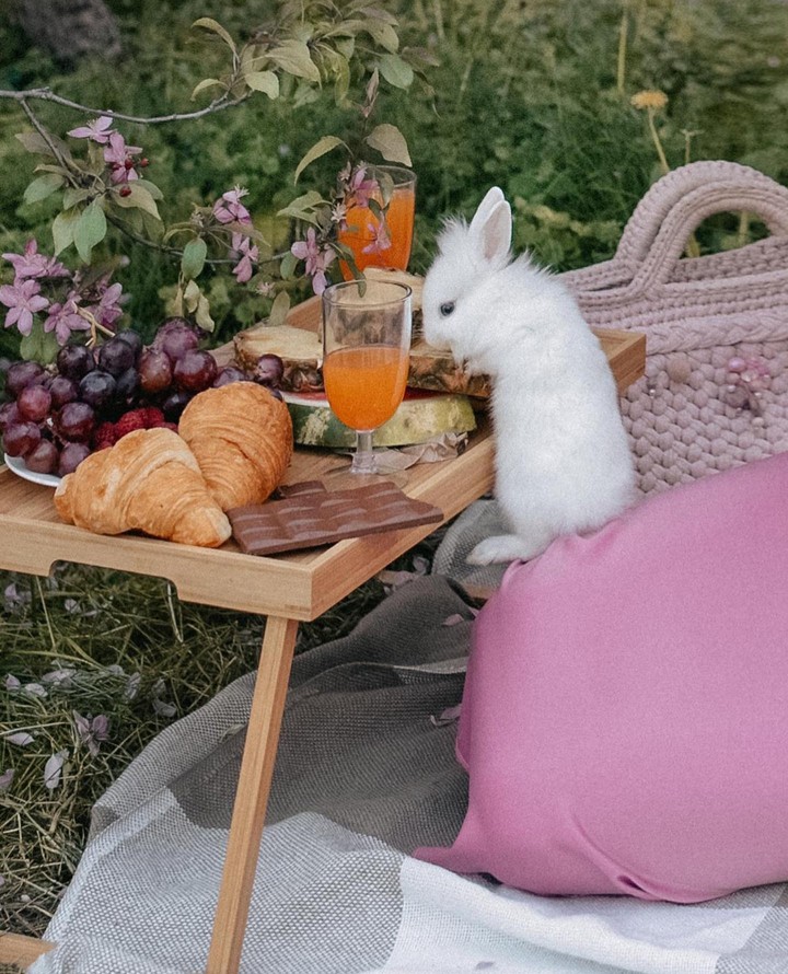 °•✿•°❁°•✿•°❁°•✿•°❁°•✿•°~