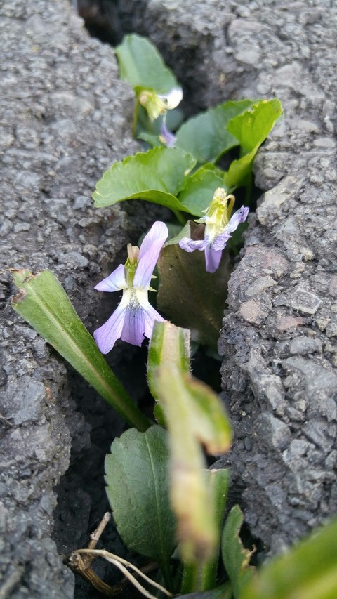 Blooms from Below