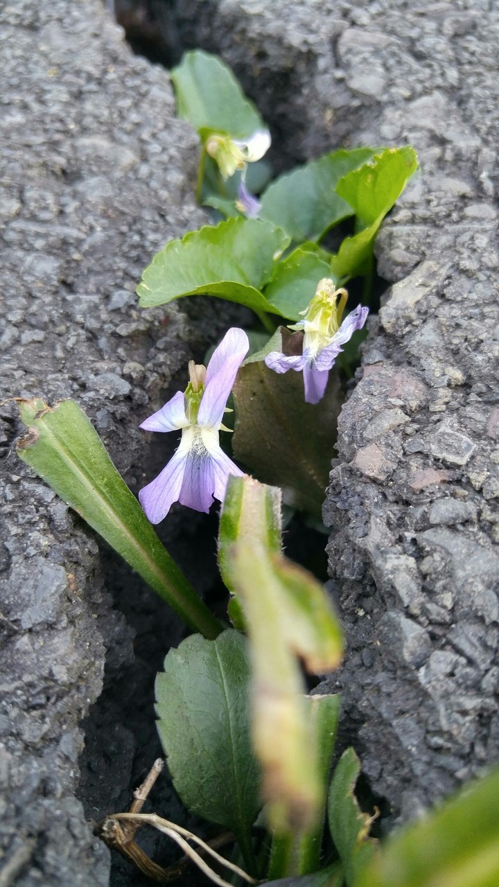 Blooms from Below