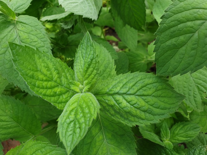 mint