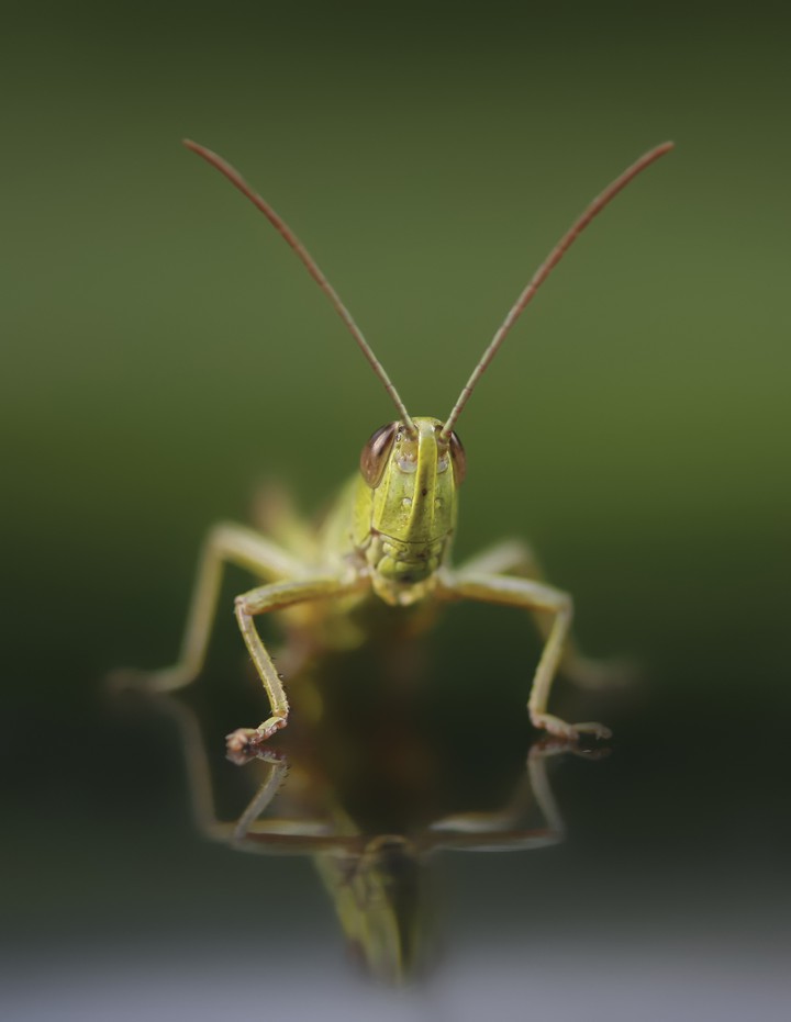 grasshoper
