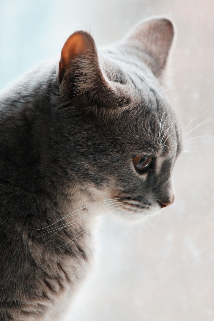Cat profile
