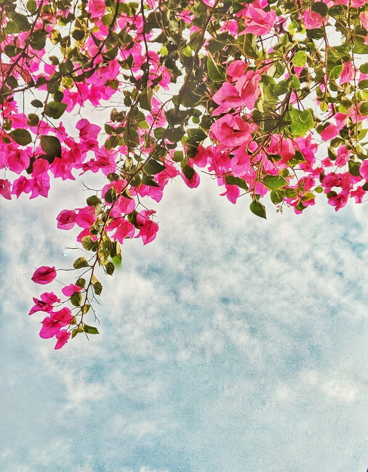 flowers