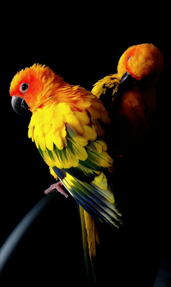 Colored parrots