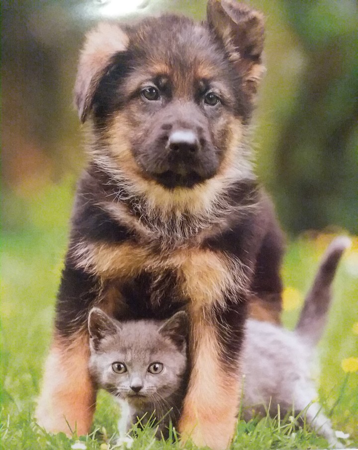 Dog and Cat
