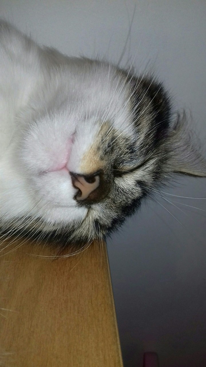 Simba, mon chat 