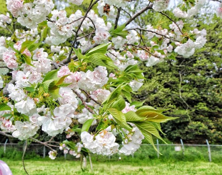 Cherry Blossom.