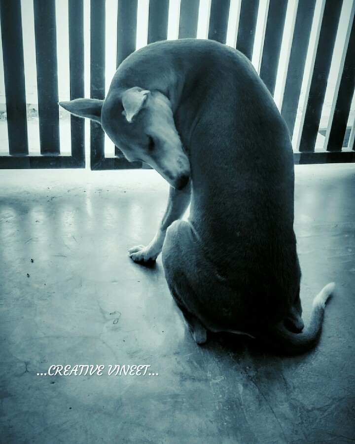 Dog's photography