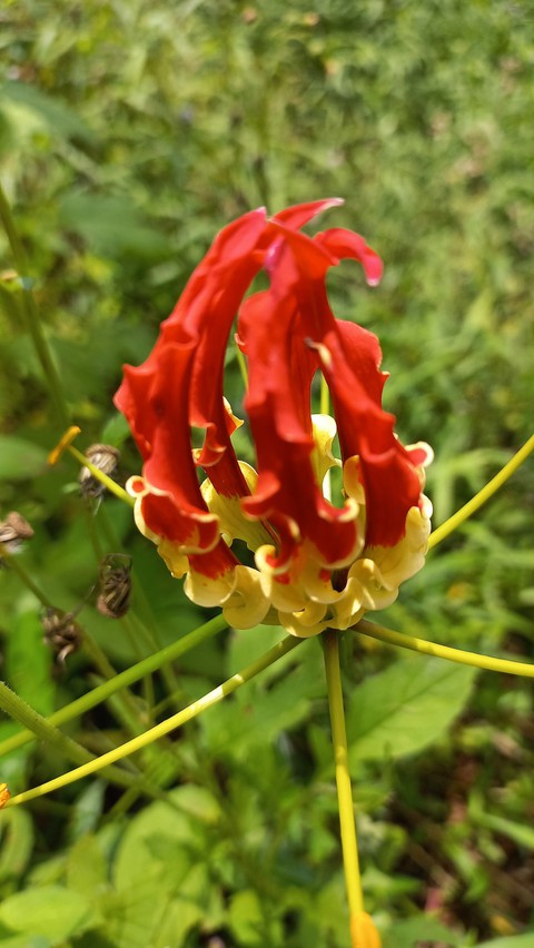 shrub, flower Hintergrundbilder