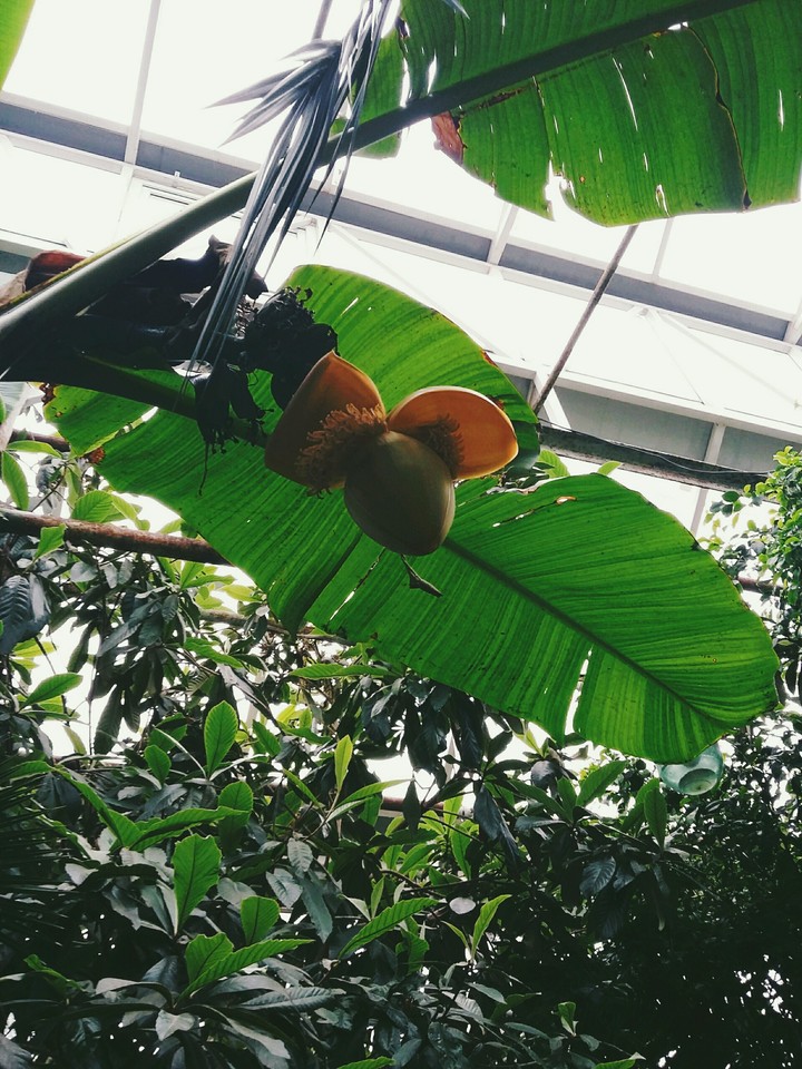 plant