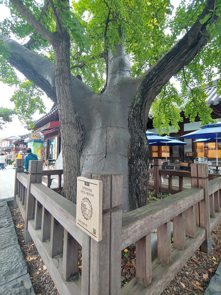 600수 은행나무
