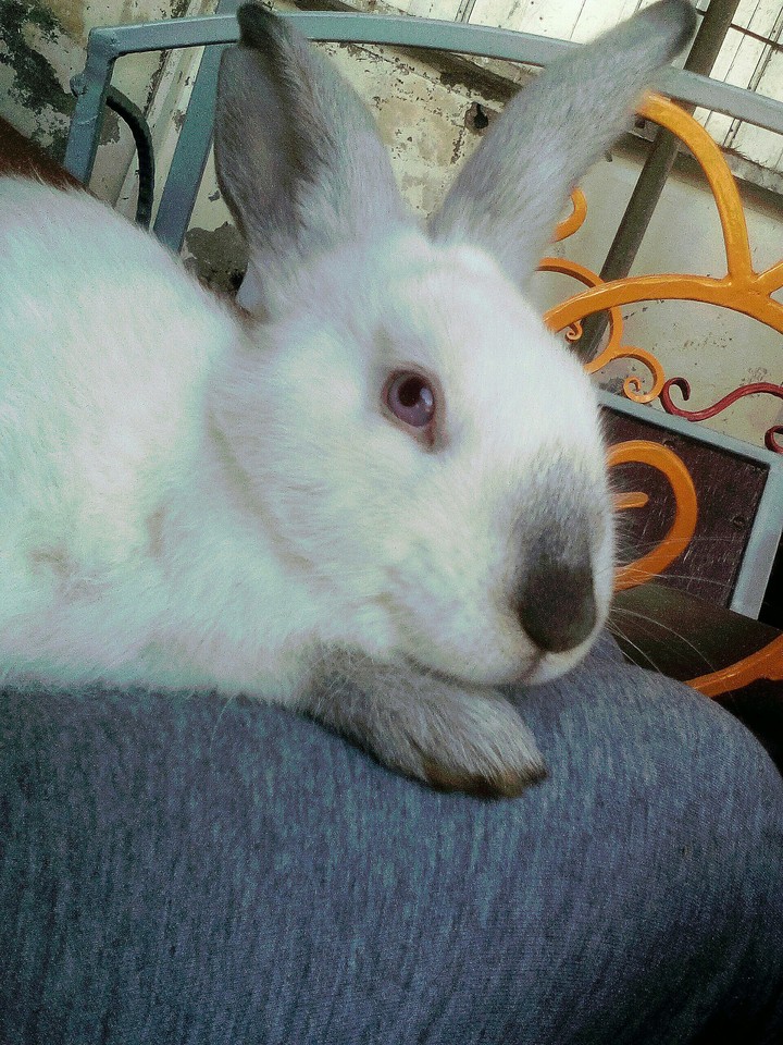 Белый кролик♡♡♡