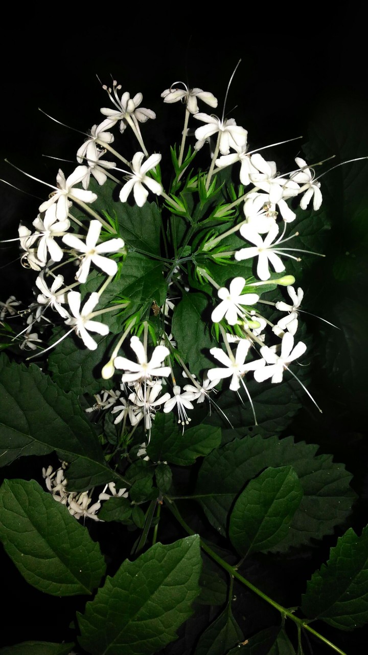 flower