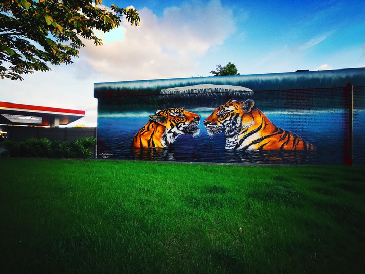 tiger on wall