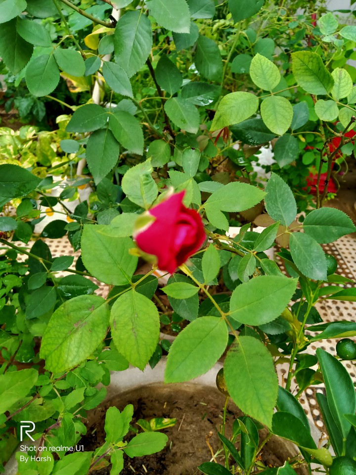 Small Flower... ???