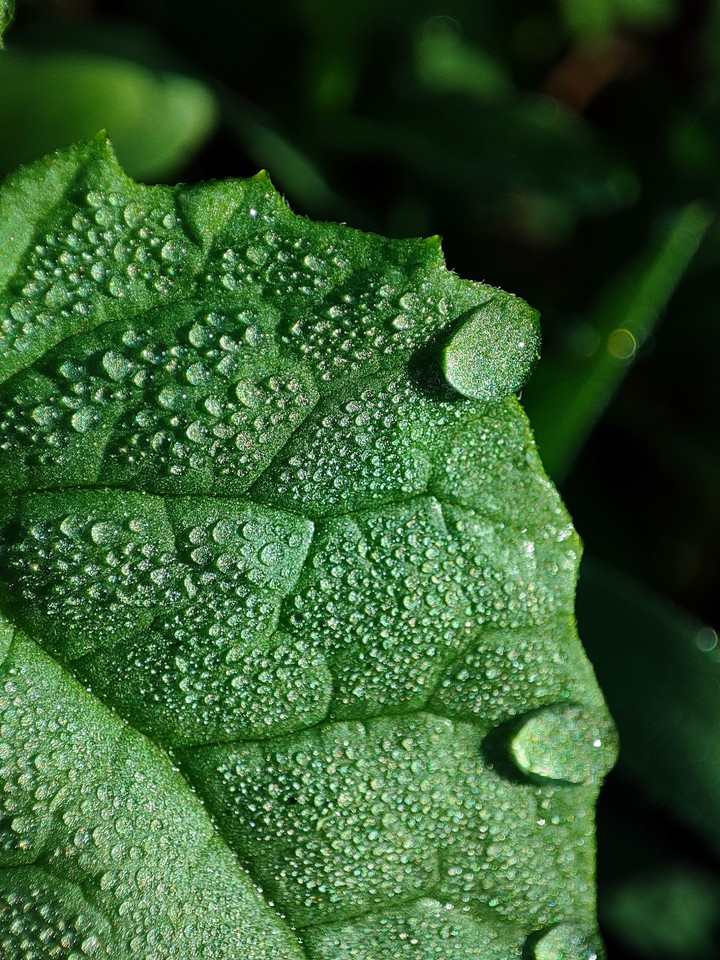 Water drops