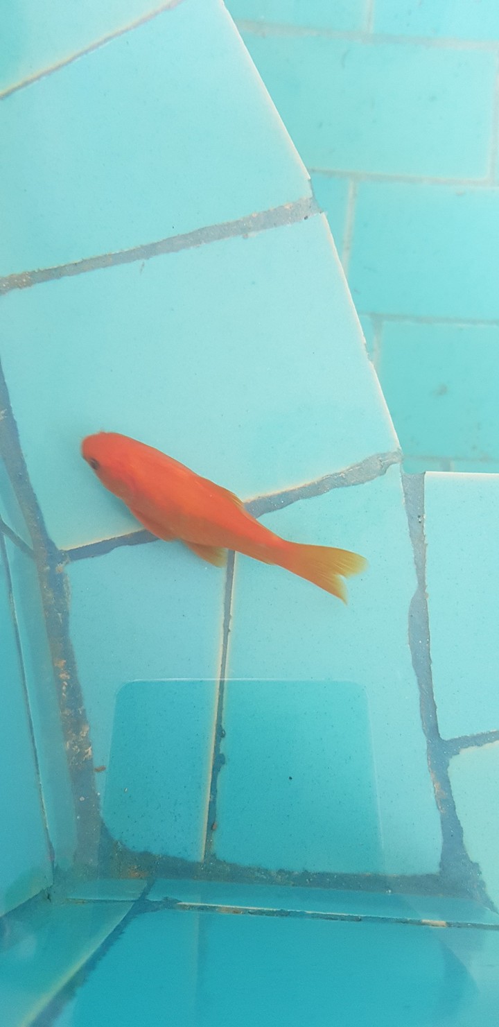 RED FISH