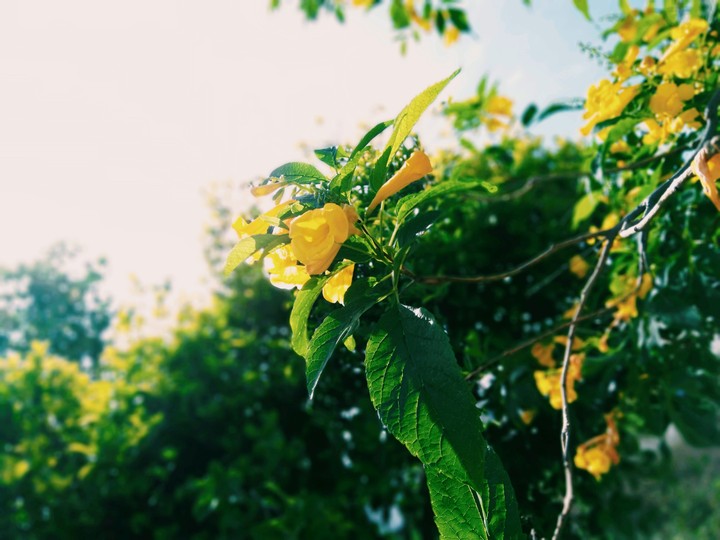flower