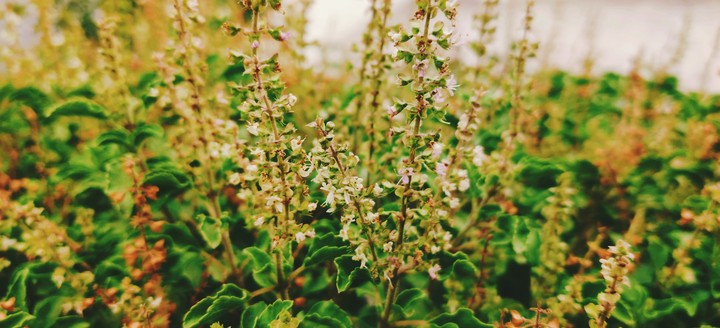 Basil