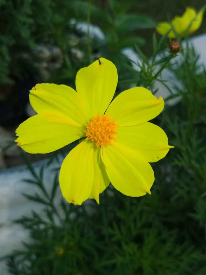 yellow