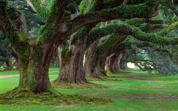 wonder trees