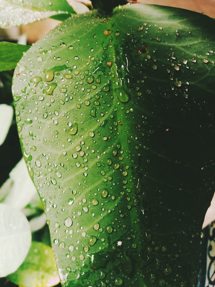 বৃষ্টি র আনন্দ