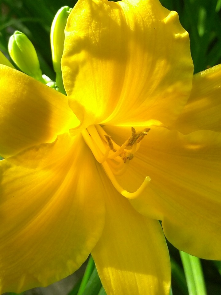 sun lily