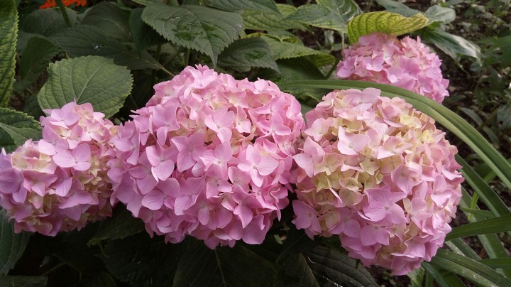 beauty pink