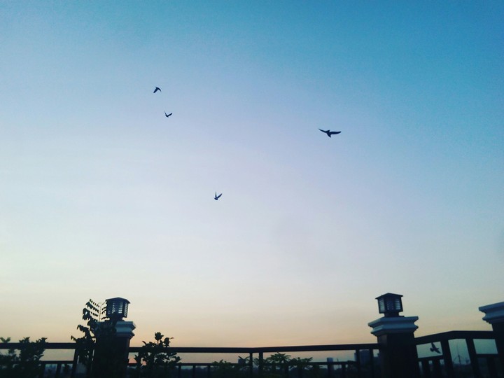 Early Birds