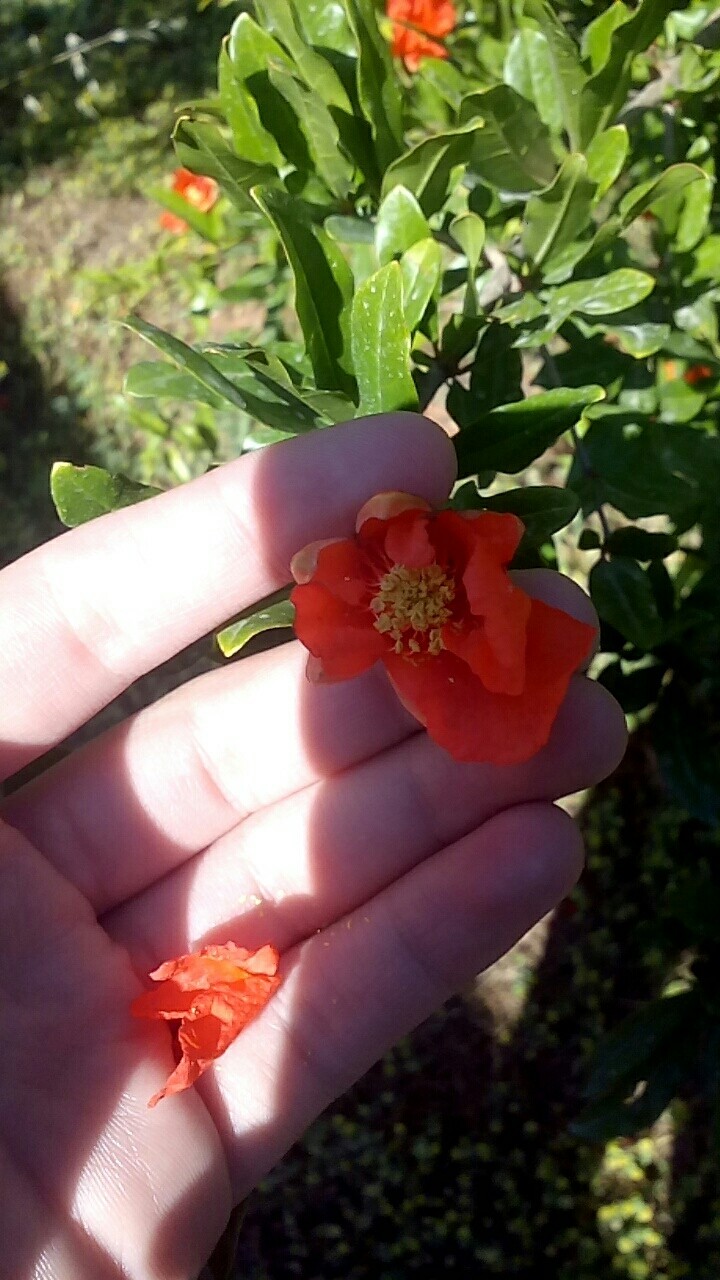 naturell