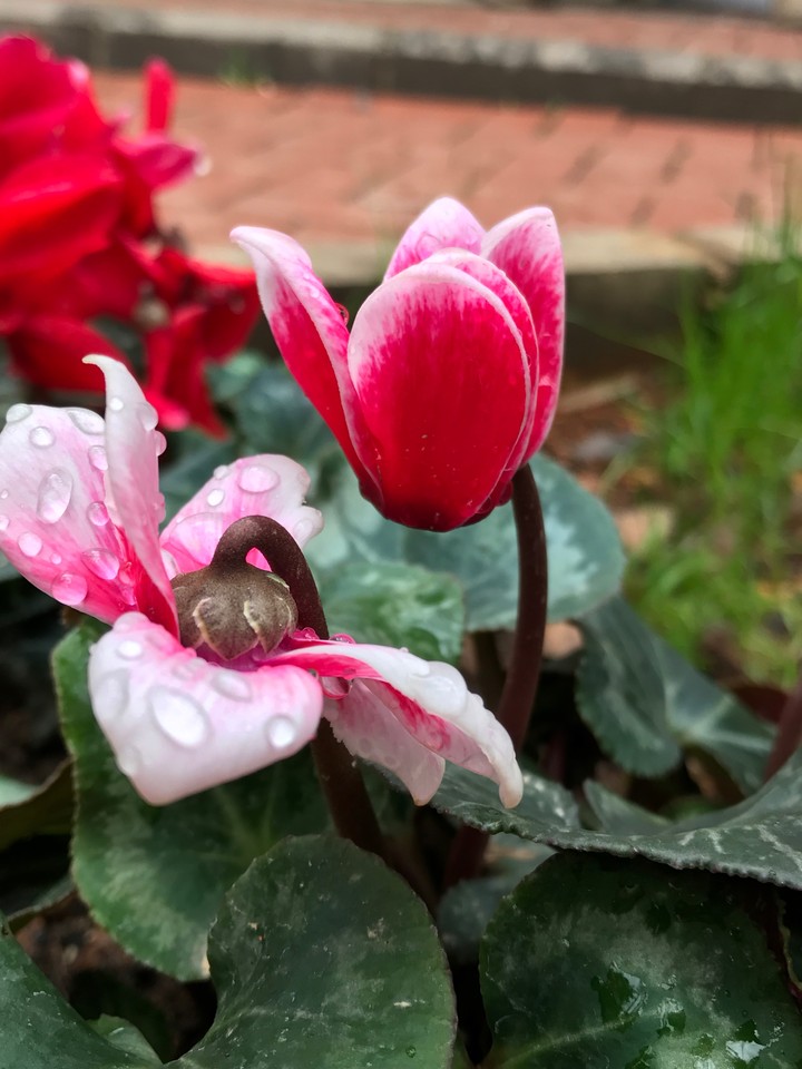 rainy Spring
