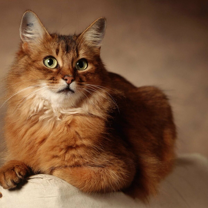 кошка