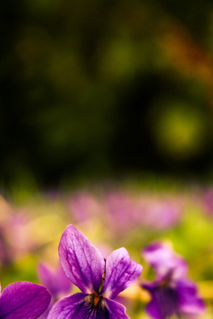 Violet