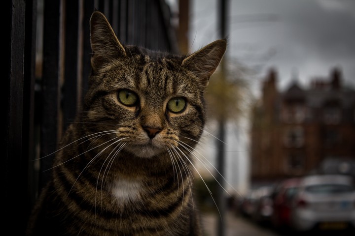Cat Muzzle Striped