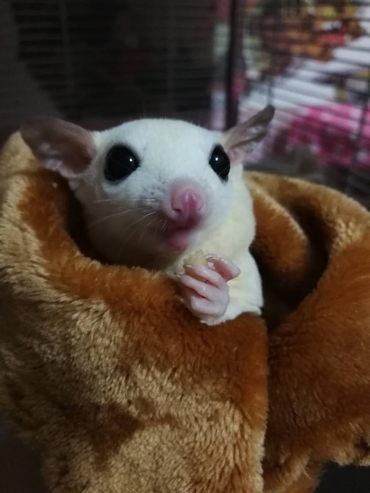 sugar glider 蜜袋鼯