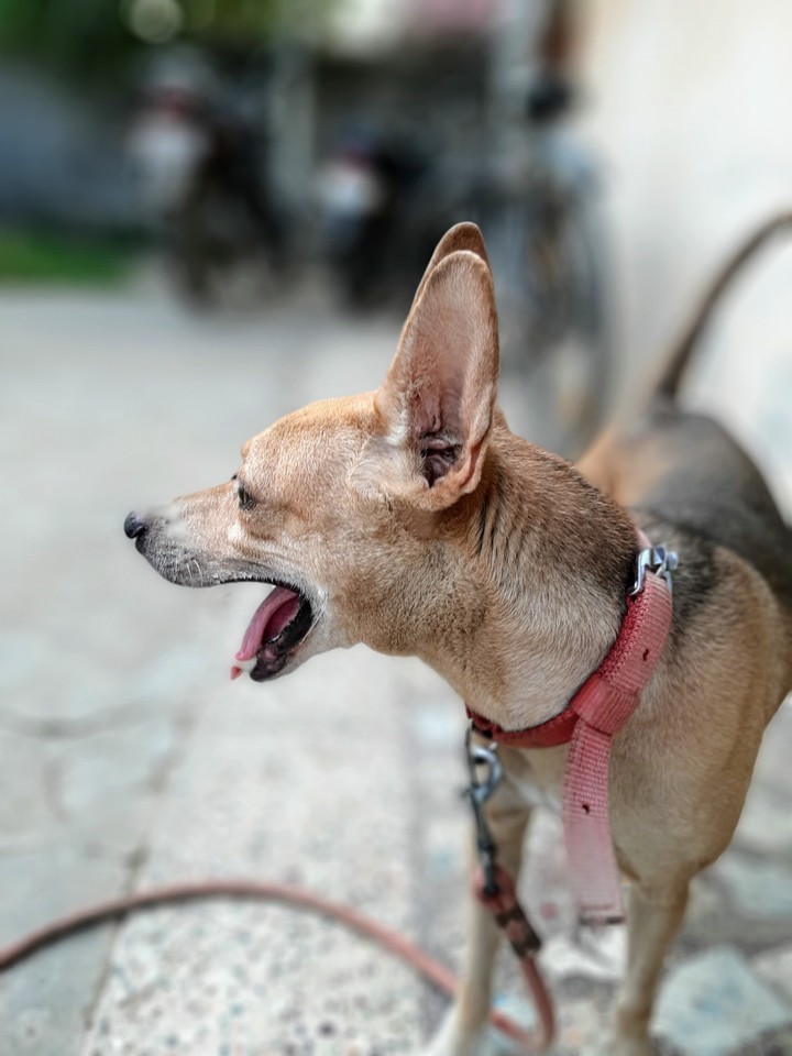 little dog