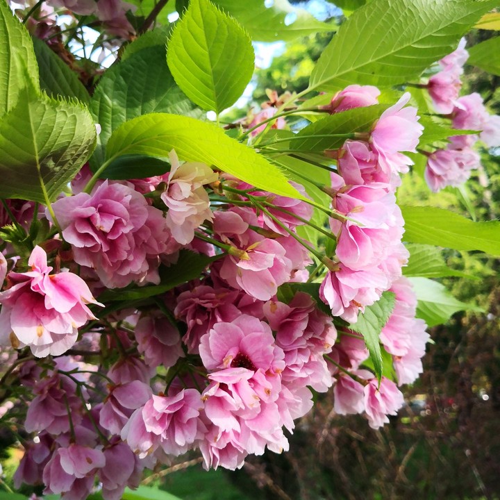 spring