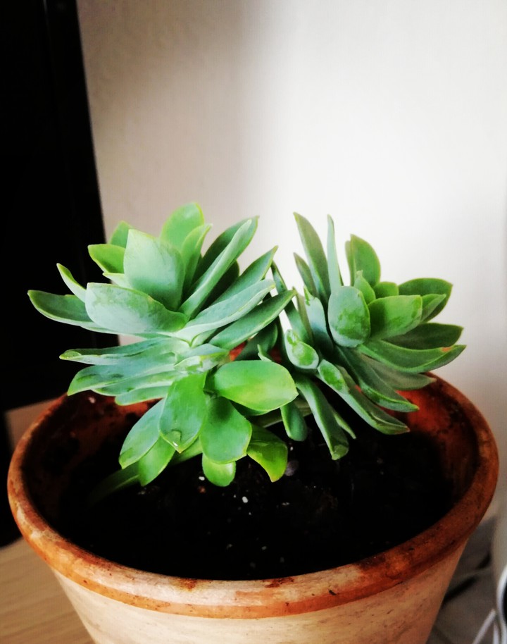 Little Plant